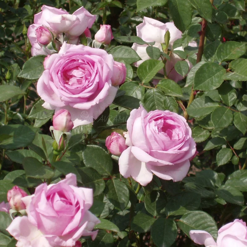 Rosa Ghita Renaissance-3