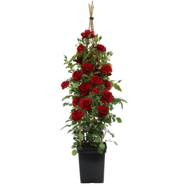 Rosa Grand Award