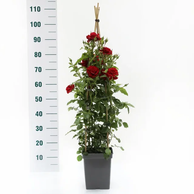 Rosa Grand Award