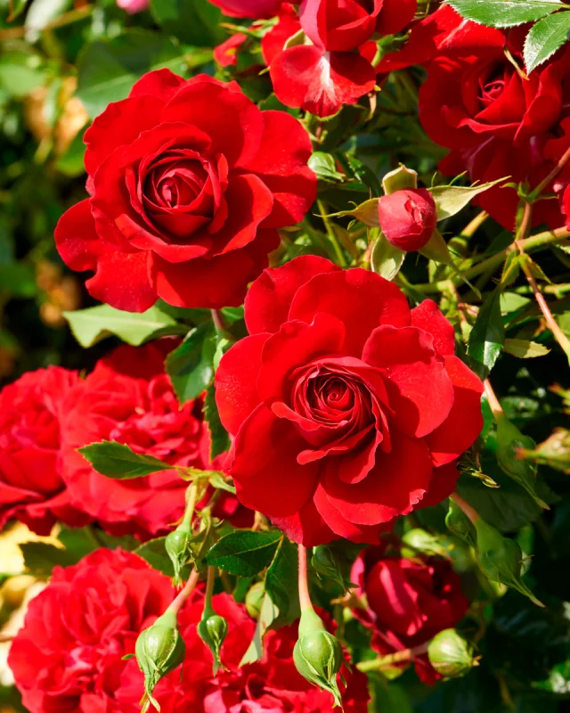 Rosa Grand Award-3