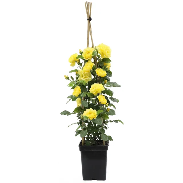 Rosa Lichtkonigin Lucia