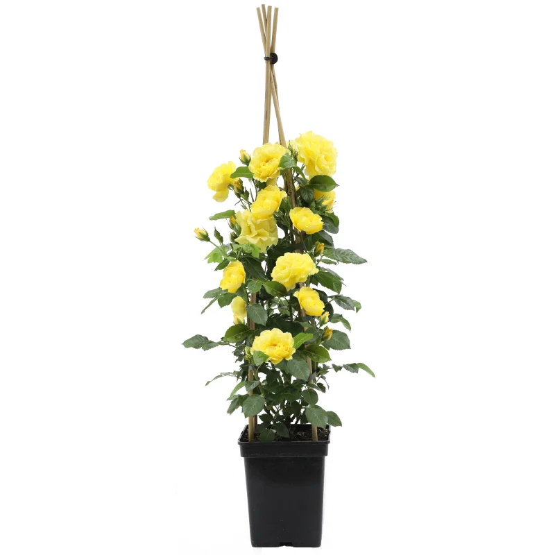 Rosa Lichtkonigin Lucia