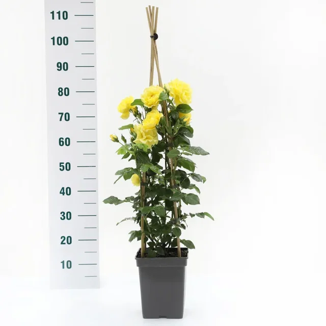 Rosa Lichtkonigin Lucia