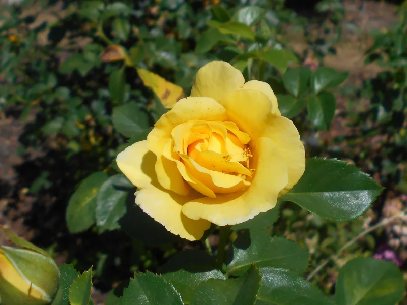 Rosa Lichtkonigin Lucia-4