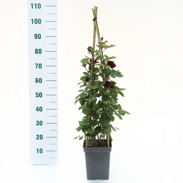 Rosa Nadia Renaissance