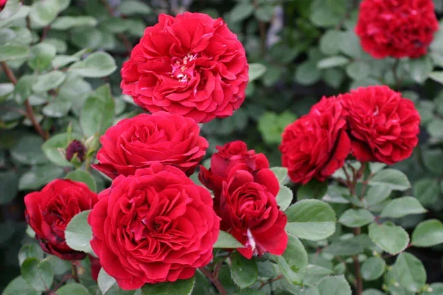 Rosa Nadia Renaissance