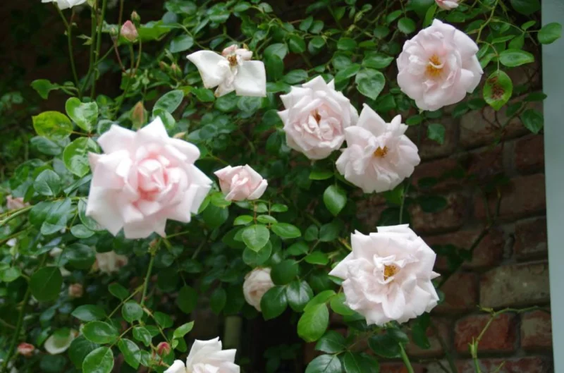 Rosa New Dawn-3
