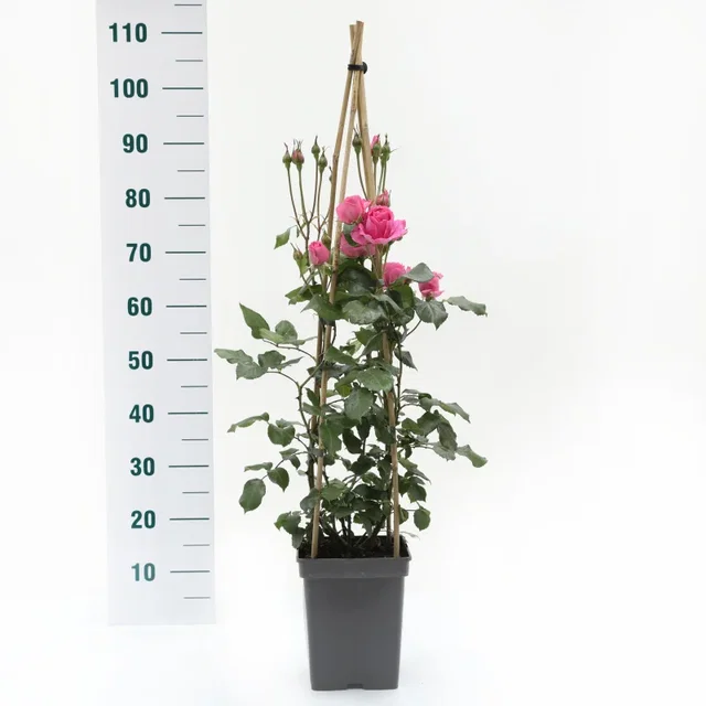 Rosa Pink Cloud