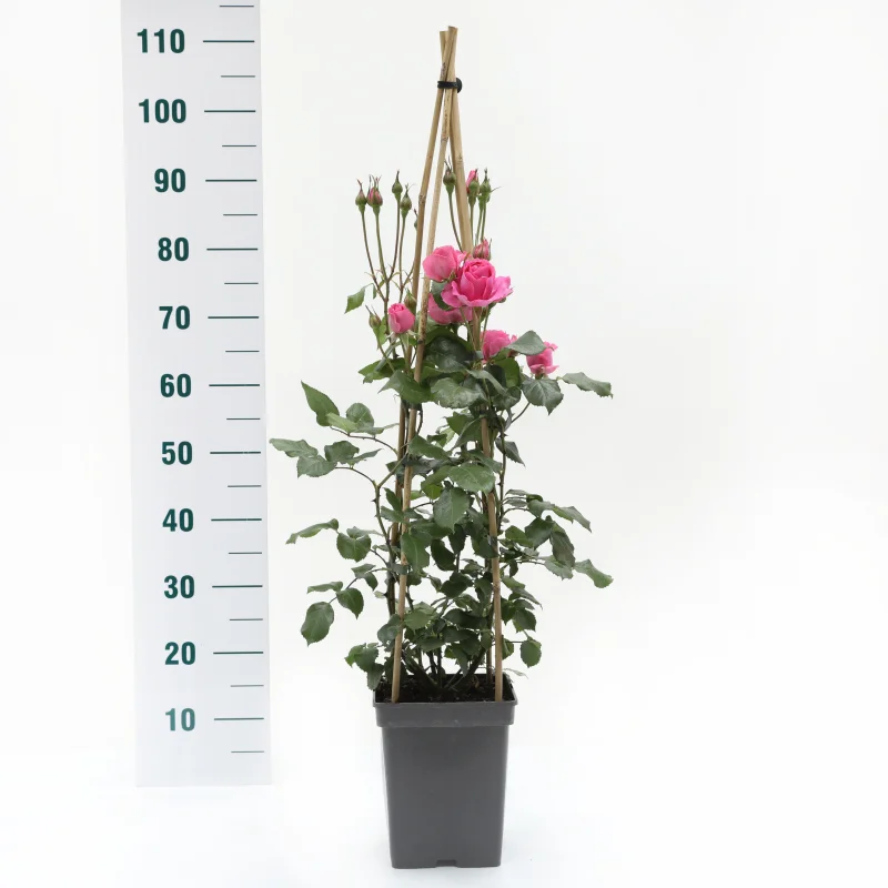 Rosa Pink Cloud