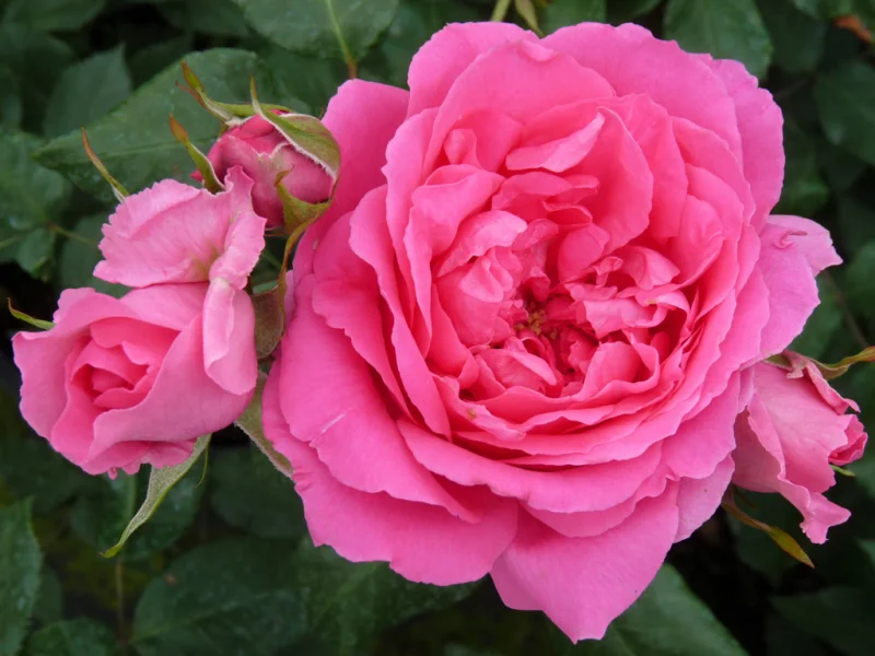 Rosa Pink Cloud-3