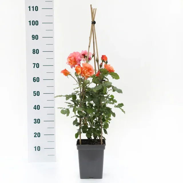 Rosa Westerland