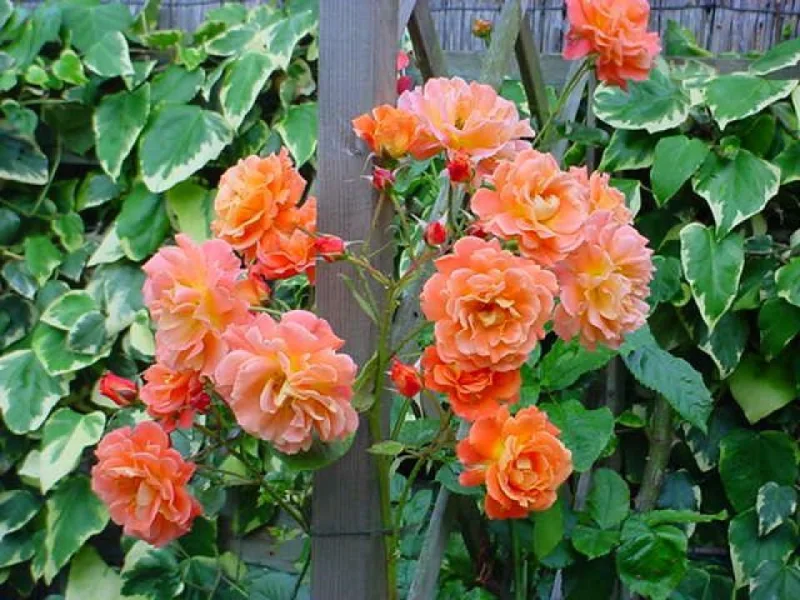 Rosa Westerland-3