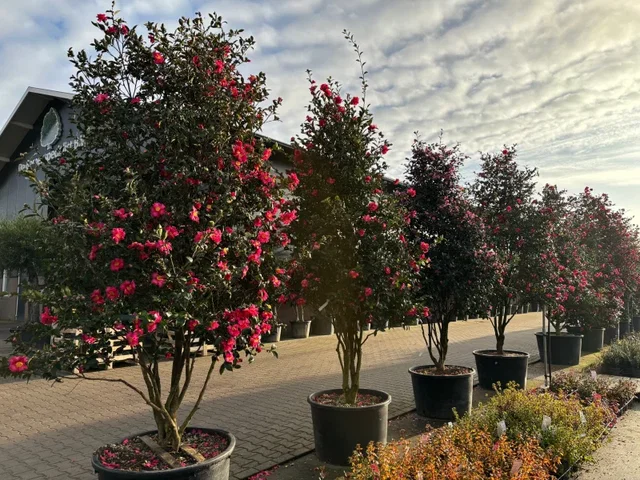 Camellia Mehrstämmig (Japanische Kamelie)