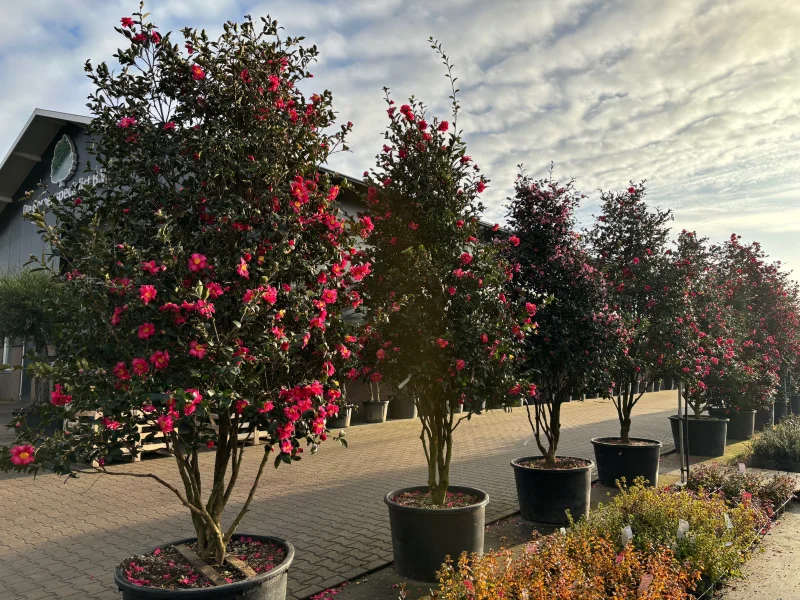 Camellia Japonica Meerstammig (Groenblijvende Japanse Roos)