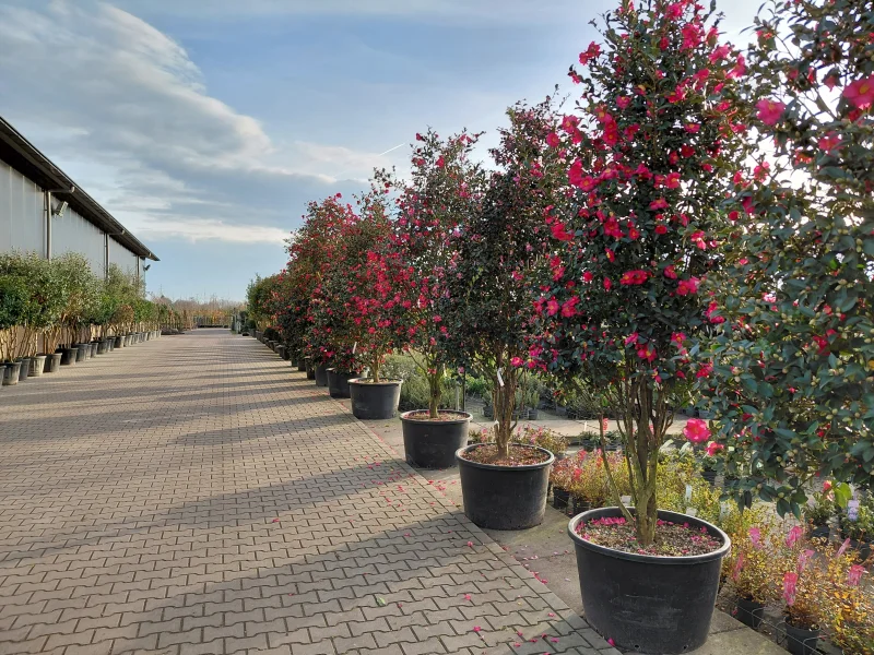 Camellia Japonica Meerstammig (Groenblijvende Japanse Roos)