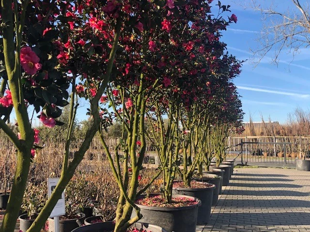 Camellia Japonica Meerstammig (Groenblijvende Japanse Roos)-3