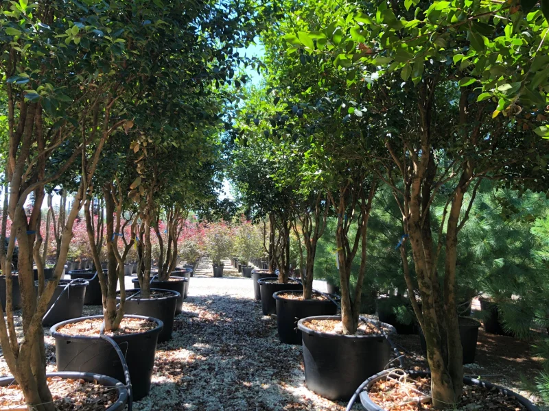 Camellia Japonica Meerstammig (Groenblijvende Japanse Roos)-4