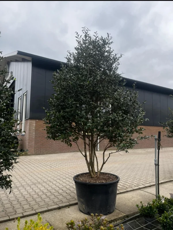 Camellia Japonica Meerstammig (Groenblijvende Japanse Roos)-6