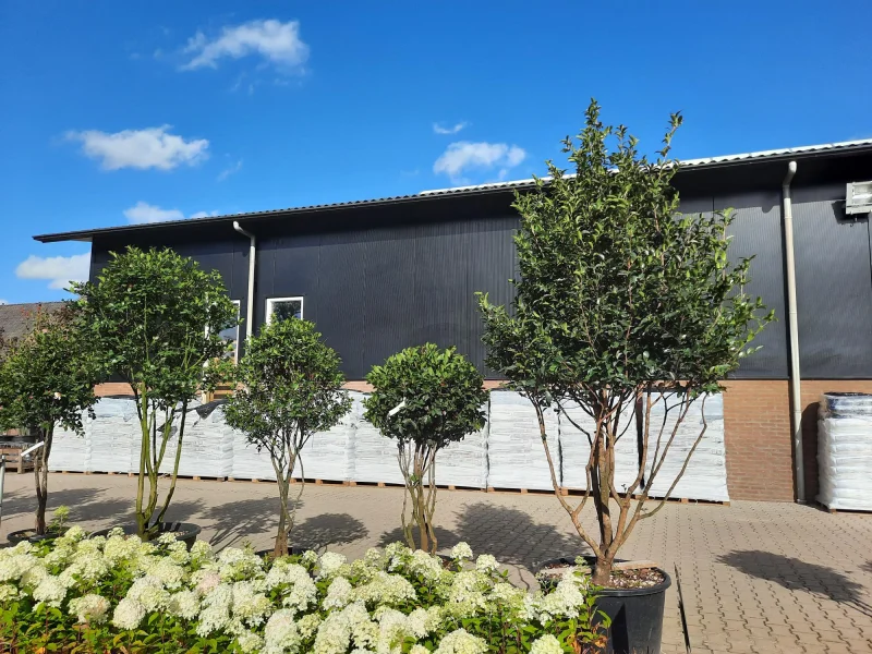 Camellia Japonica Meerstammig (Groenblijvende Japanse Roos)-7