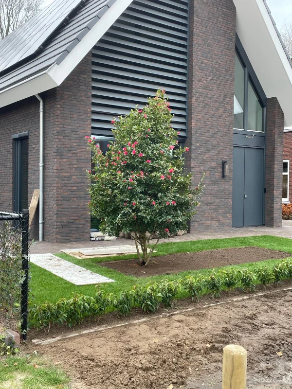 Camellia Japonica Meerstammig (Groenblijvende Japanse Roos)-8