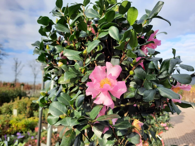 Camellia Zuilboom (Japanse Roos)-3