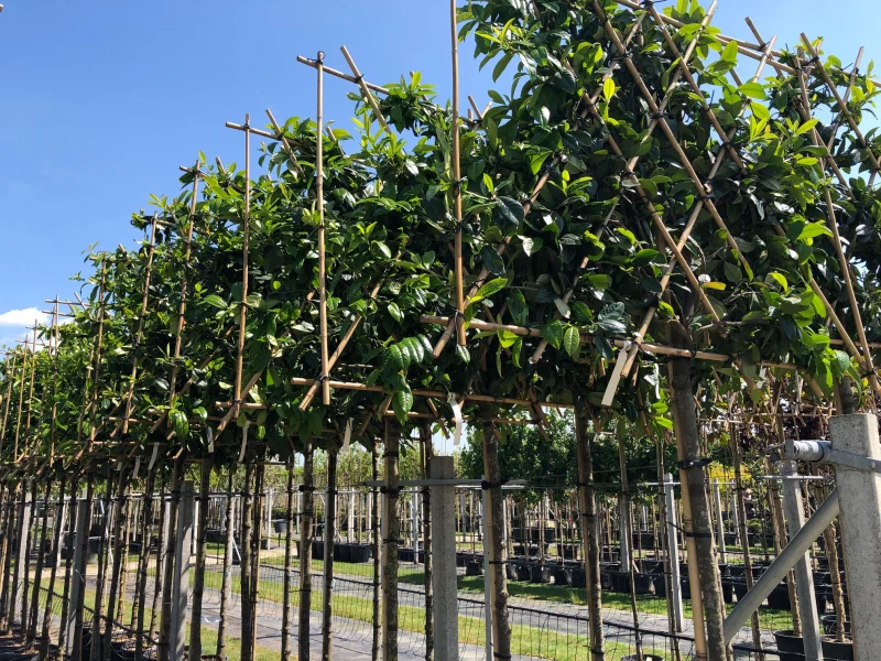 Prunus Novita Leiboom (Leilaurier)-1