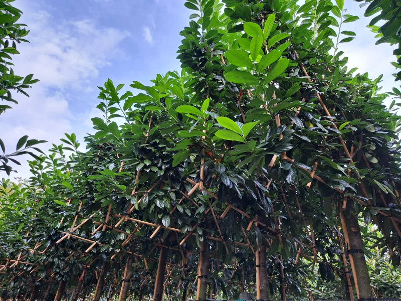 Prunus Novita Leiboom (Leilaurier)