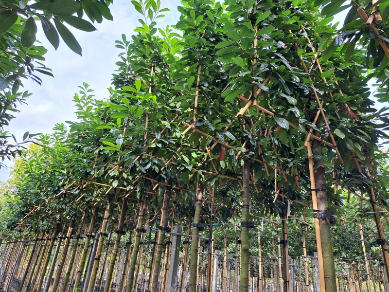 Prunus Novita Leiboom (Leilaurier)-3
