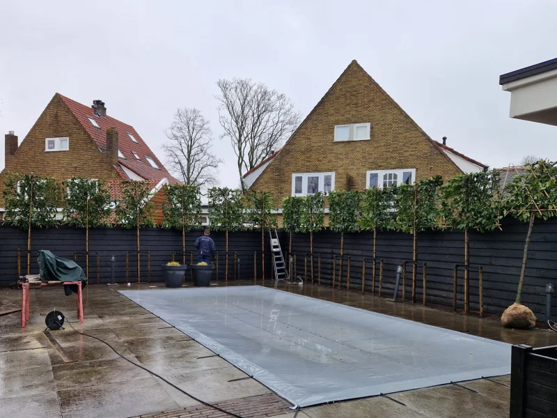 Prunus Novita Leiboom (Leilaurier)-4