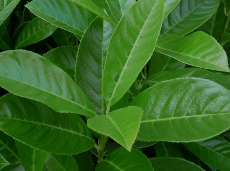Prunus Novita Leiboom (Leilaurier)-12