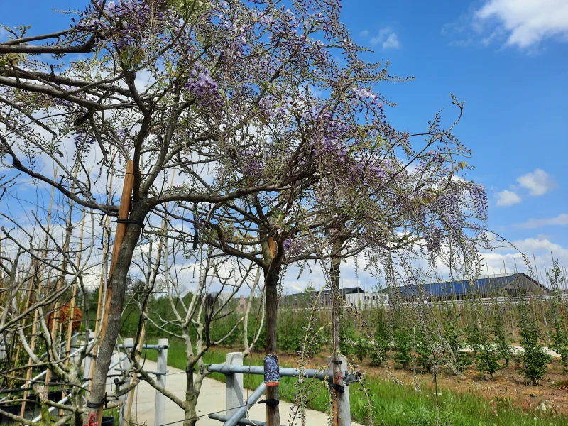 Wisteria Floribunda Boom (Blauwe regen)-1