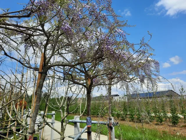 Wisteria Floribunda Baum (Blauregen)