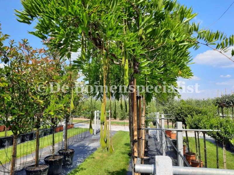 Wisteria Floribunda Boom (Blauwe regen)-2