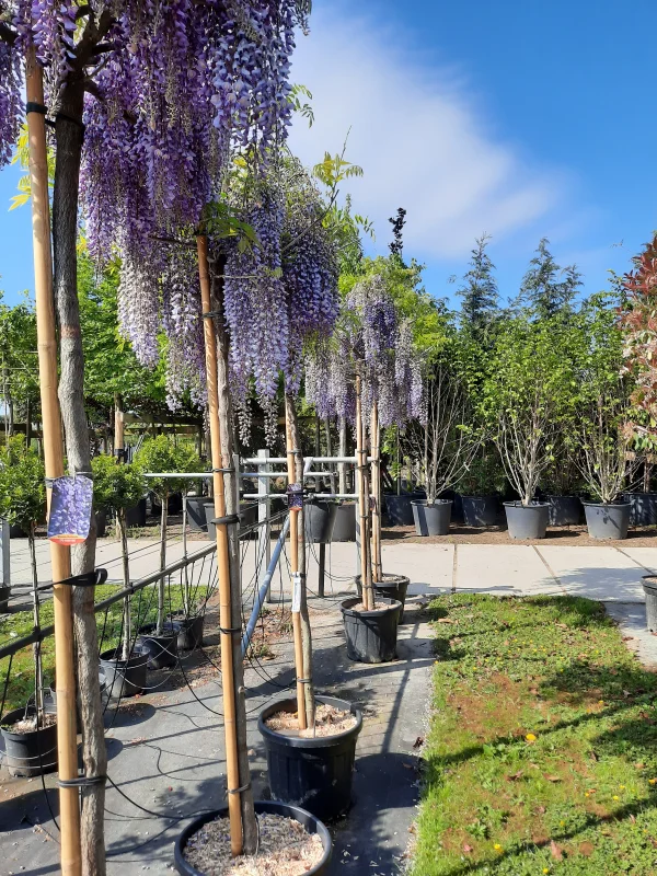 Wisteria Floribunda Boom (Blauwe regen)-3