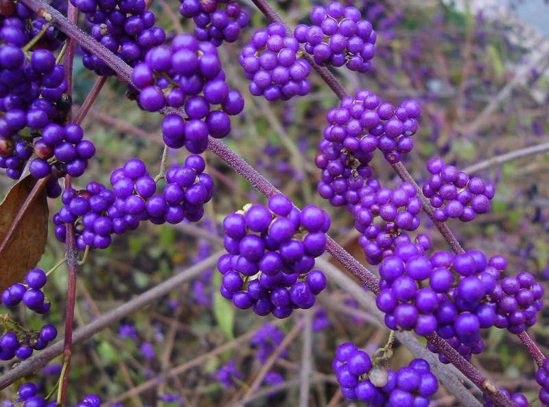 Callicarpa (Schoonvrucht)