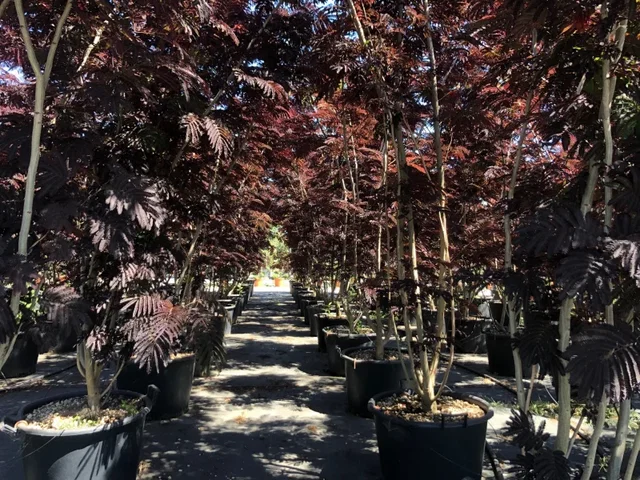 Albizia Julibrissin Summer Chocolate Mehrstämmig (Seidenbaum)