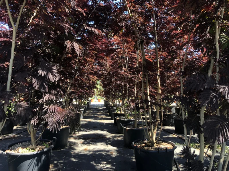 Albizia Julibrissin Summer Chocolate Meerstammig (Perzische Slaapboom)