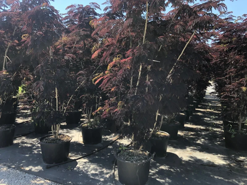Albizia Julibrissin Summer Chocolate Meerstammig (Perzische Slaapboom)-2