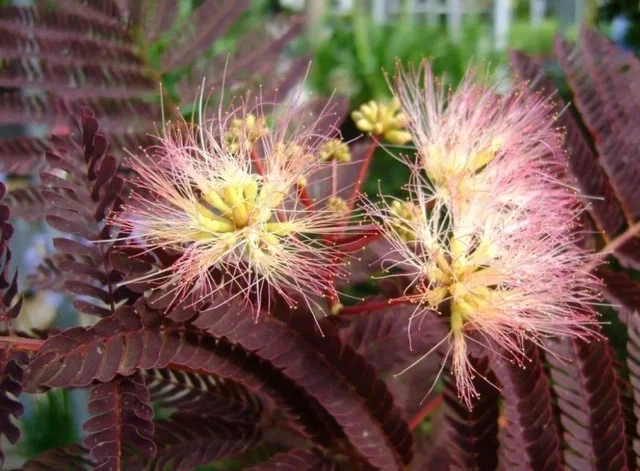 Albizia Julibrissin Summer Chocolate Meerstammig (Perzische Slaapboom) Albizia Julibrissin Summer Chocolate Meerstammig (Perzische Slaapboom)
