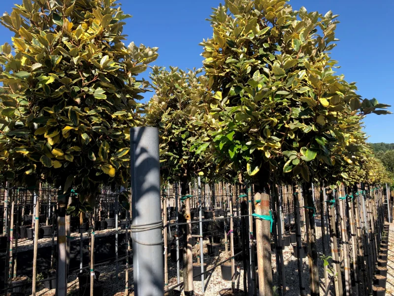 Elaeagnus Ebbingei Variegata (Bonte Olijfwilg)-2
