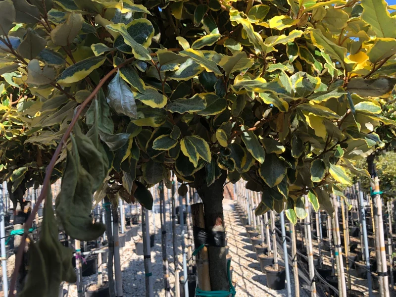Elaeagnus Ebbingei Variegata (Bonte Olijfwilg)-4