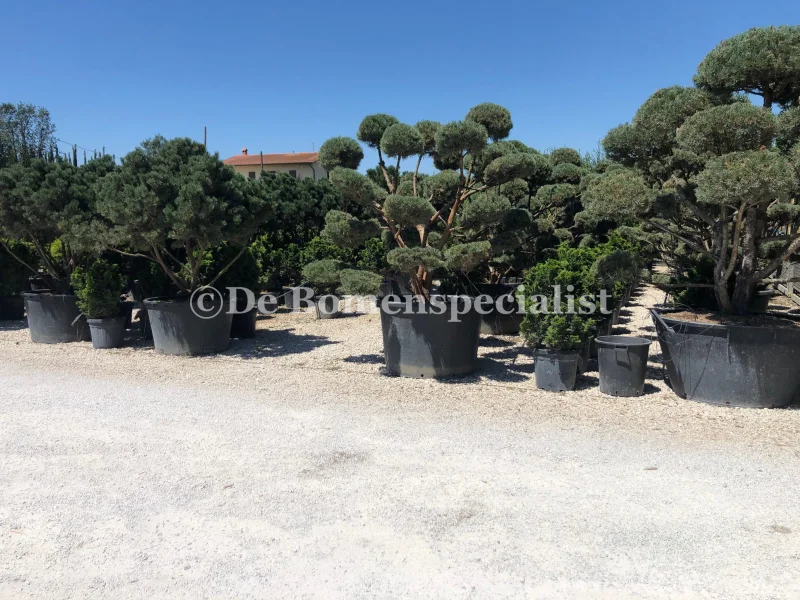 Pinus Nigra Bonsai (Oostenrijkse Den)