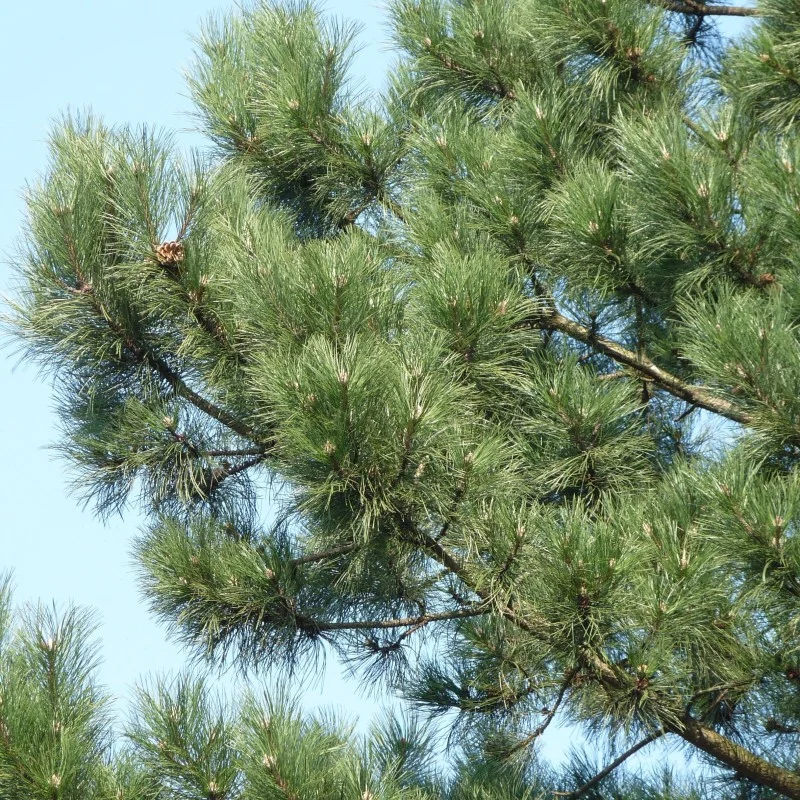 Pinus Nigra Bonsai (Oostenrijkse Den)