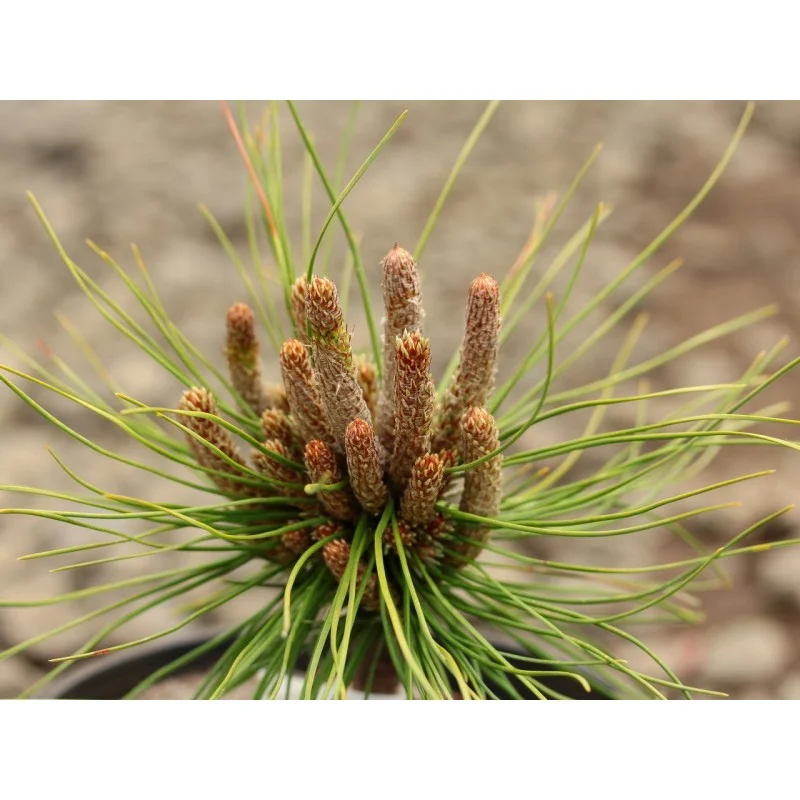 Pinus Nigra Bonsai (Oostenrijkse Den)-3
