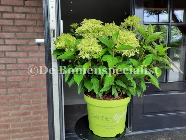 Hydrangea paniculata Whitelight (Hortensia)