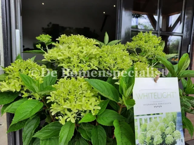 Hydrangea paniculata Whitelight (Hortensia)