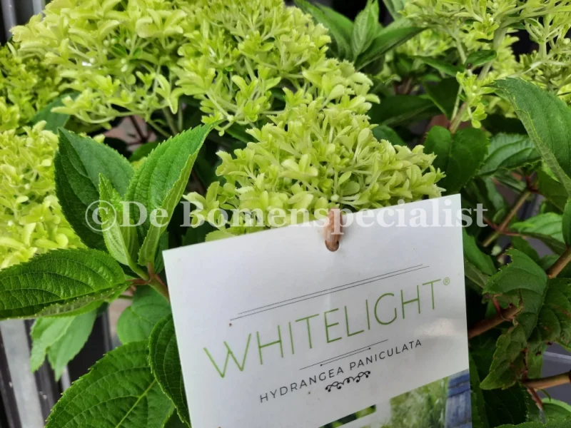 Hydrangea paniculata Whitelight (Hortensia)-3