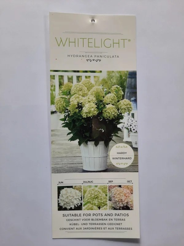 Hydrangea paniculata Whitelight (Hortensia)-4