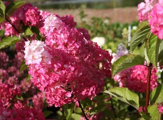 Hydrangea paniculata Fraise Melba (Hortensia)