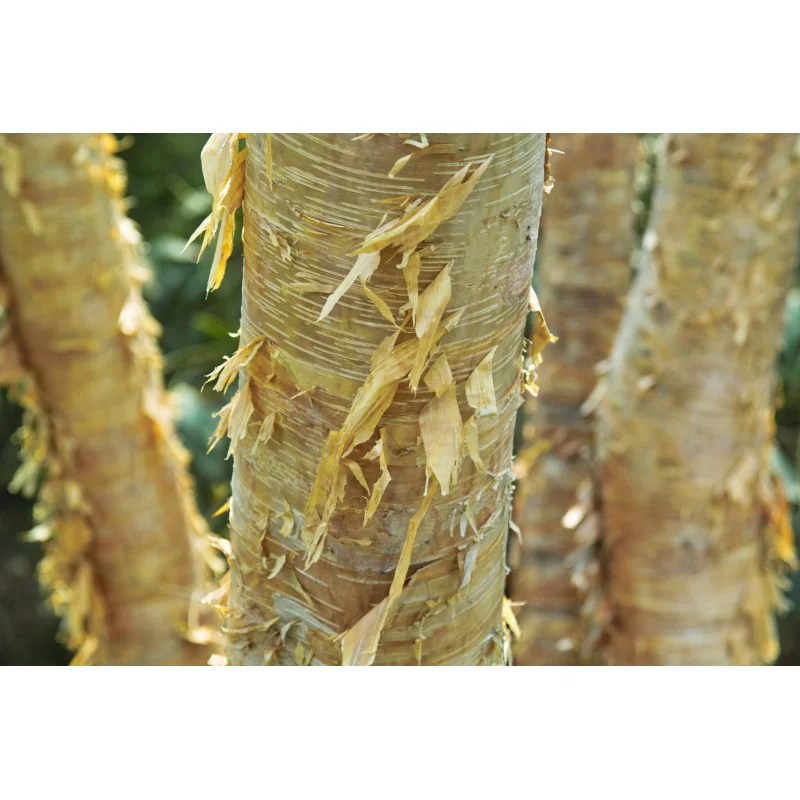 Betula Ermanii (Goudberk)-2